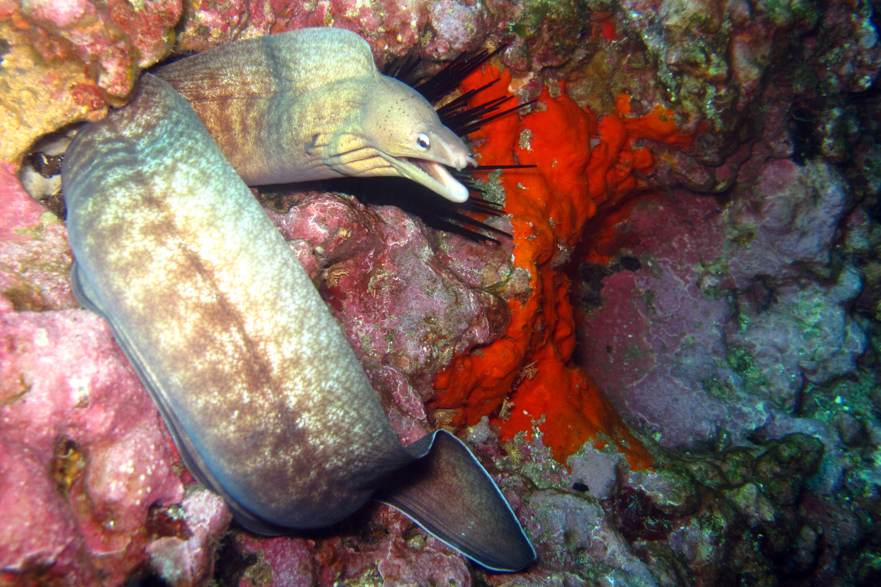 Moray Eel