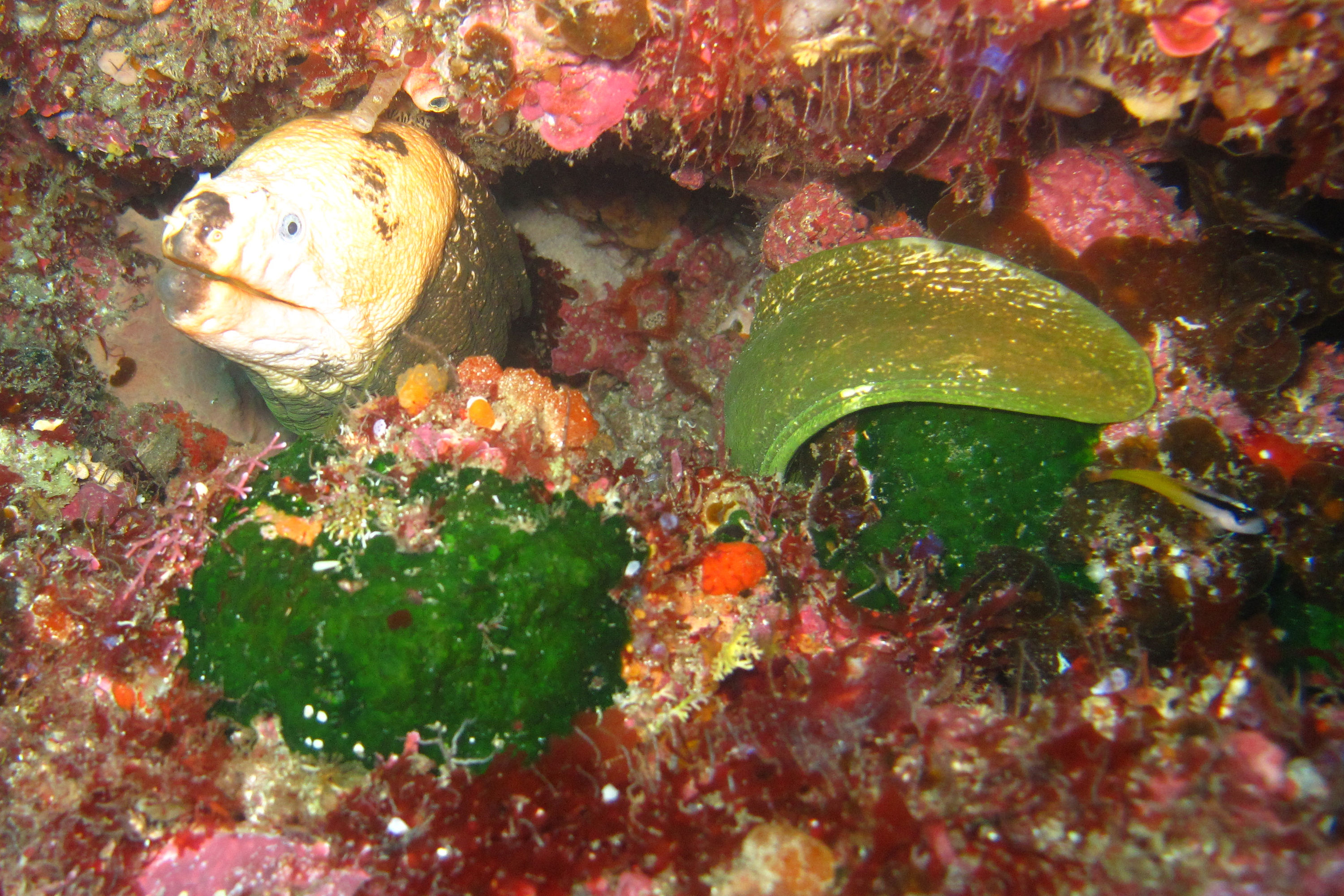 Moray Eel