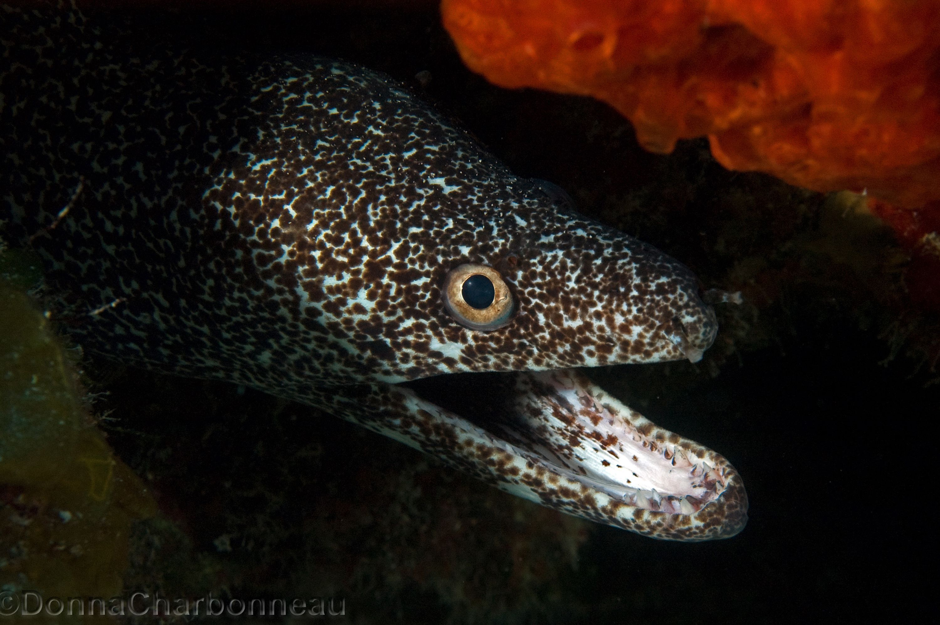 Moray Eel