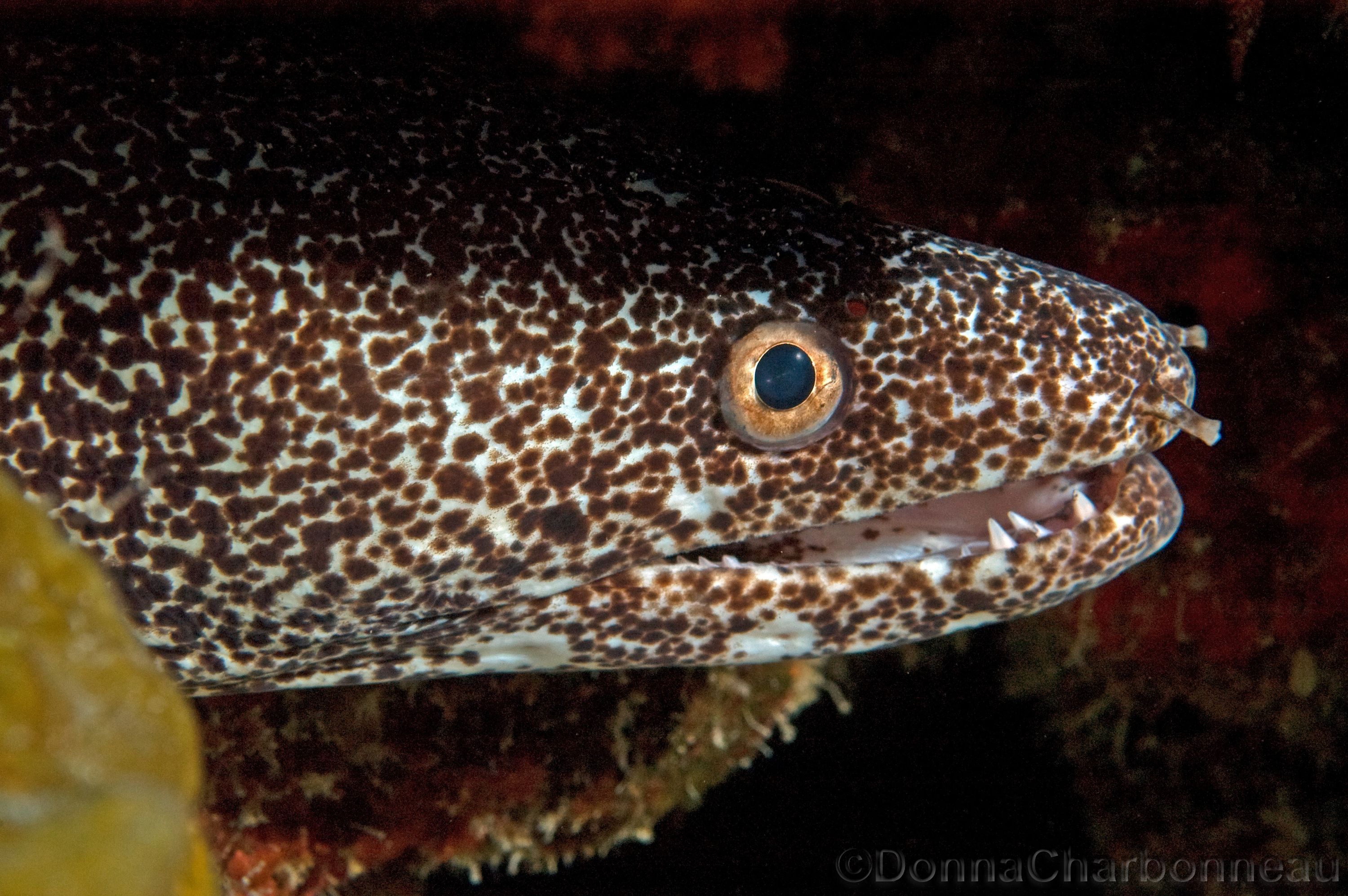 Moray Eel