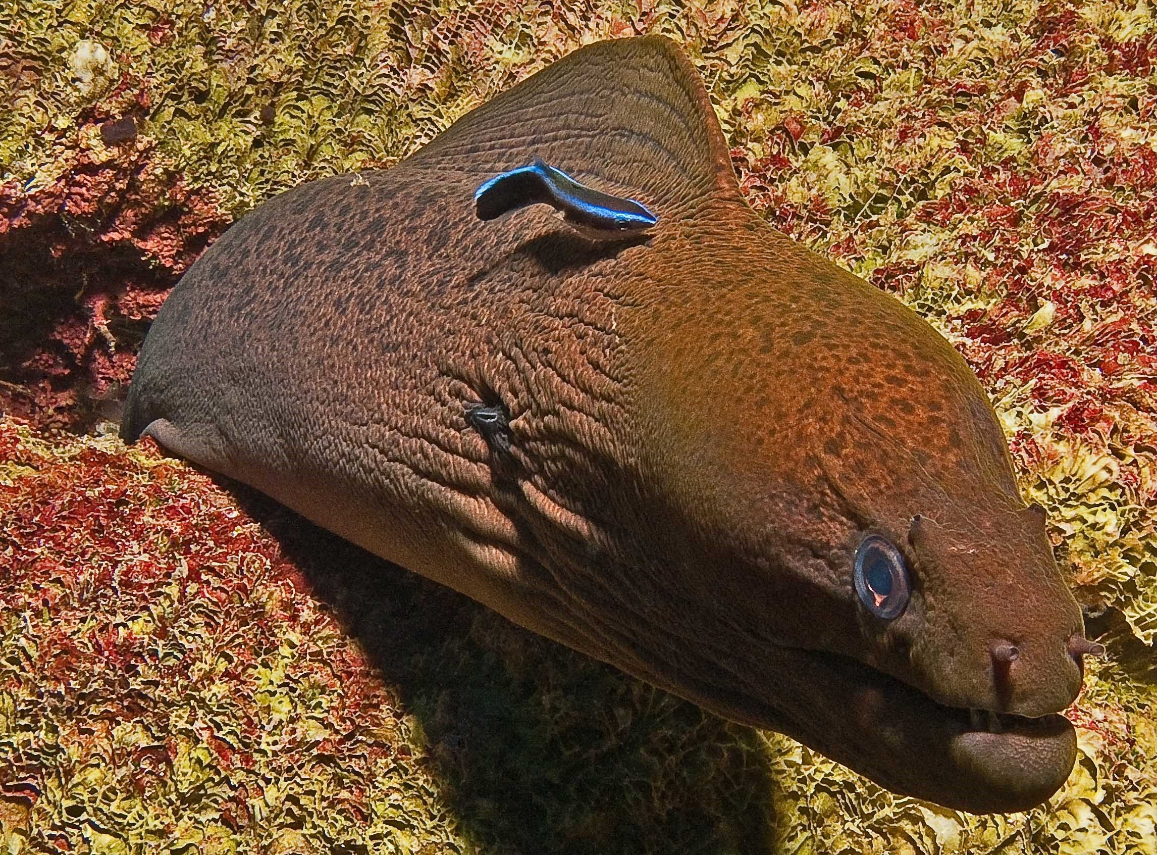 Moray Eel