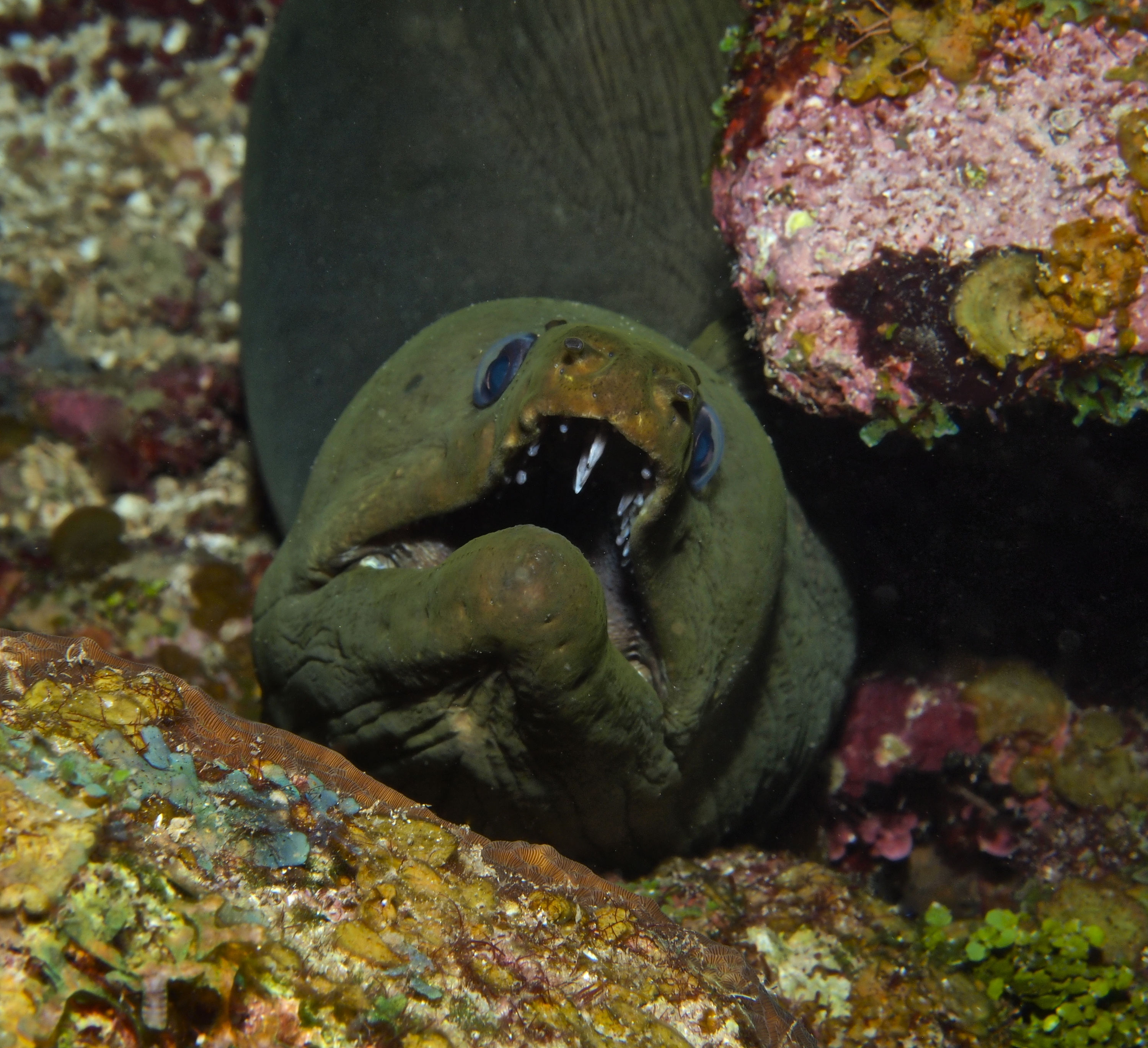 Moray Eel