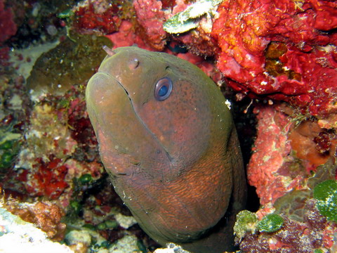 Moray Eel