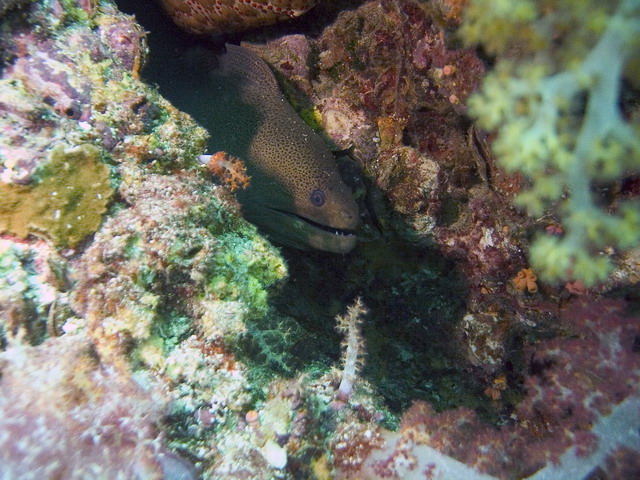 Moray Eel