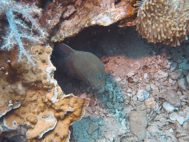 Moray Eel