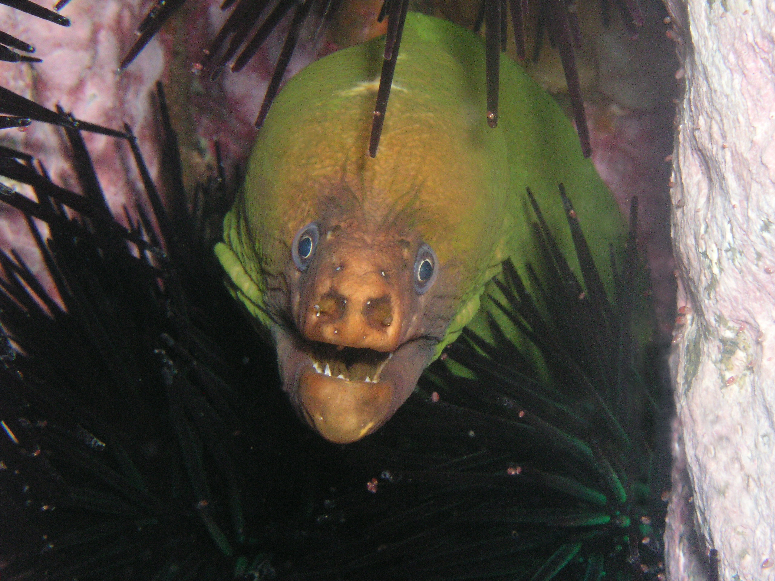 Moray Eel