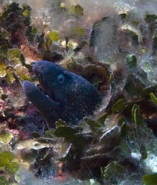 Moray eel