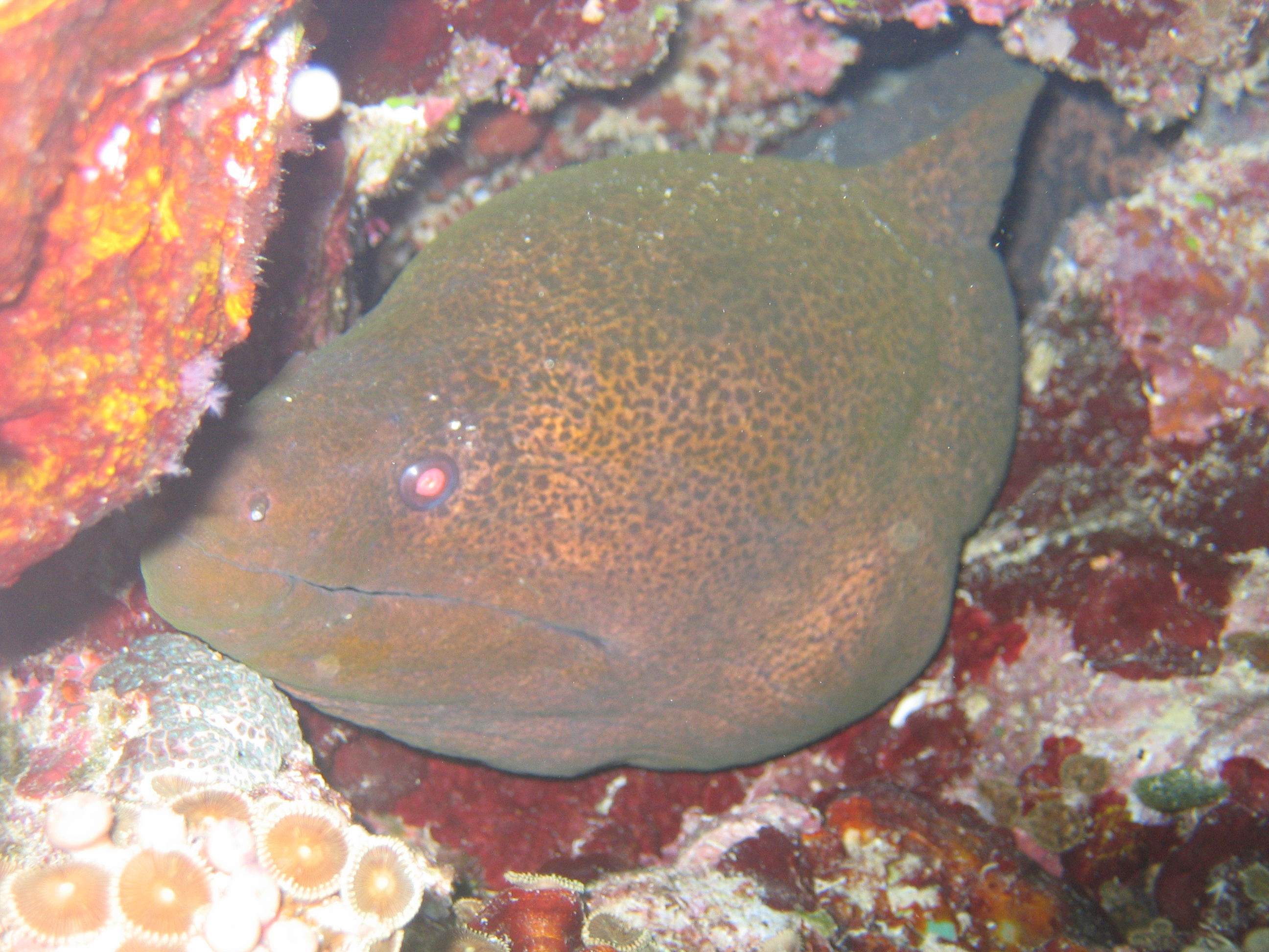 Moray Eel