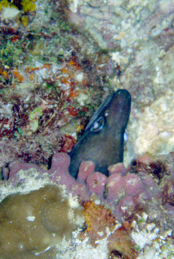 Moray Eel