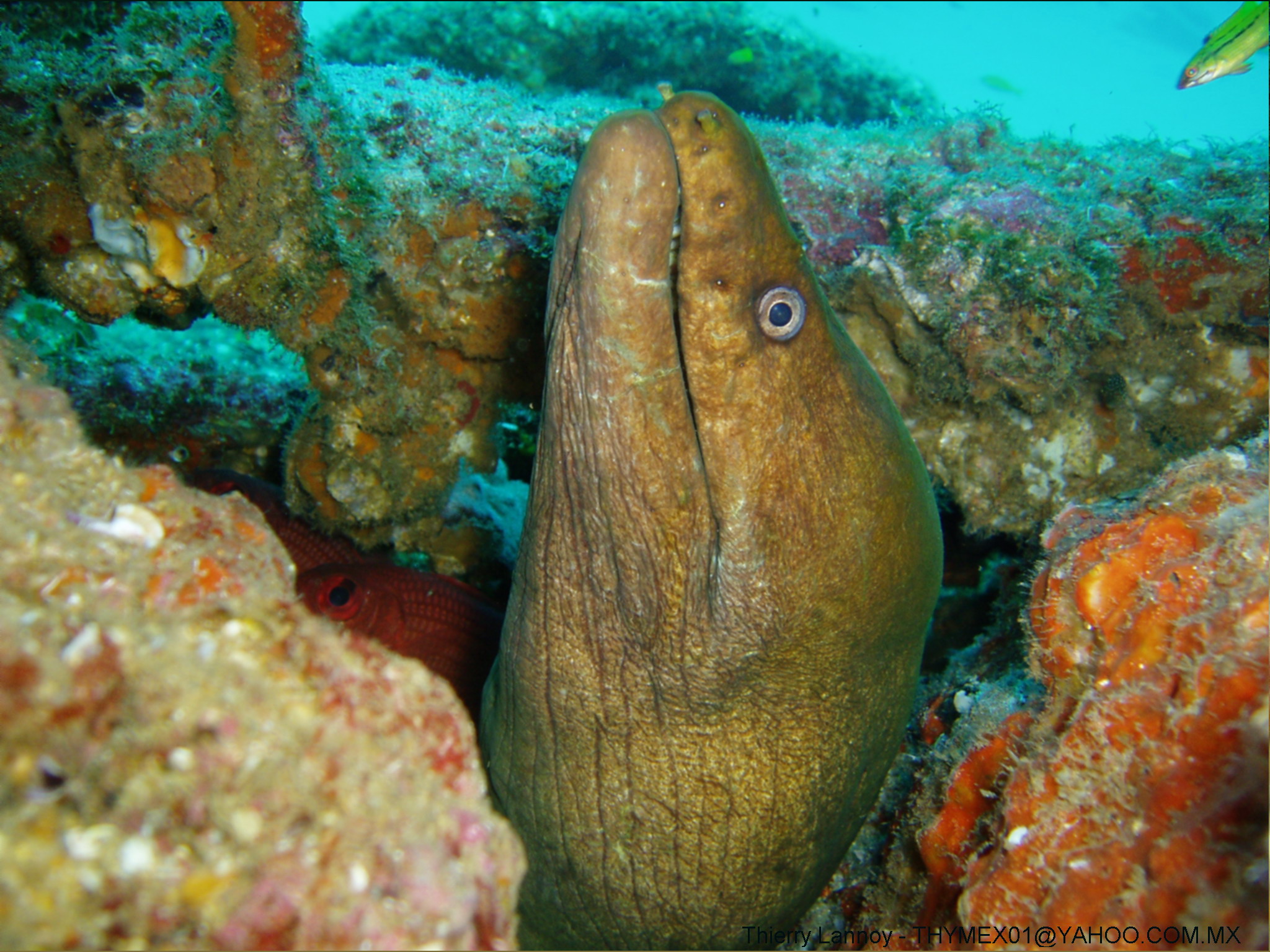 moray eel