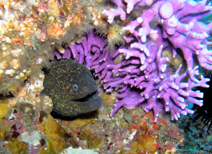 Moray Eel