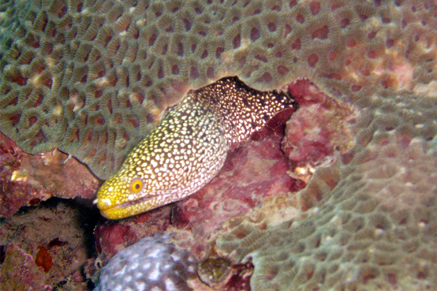 Moray Eel