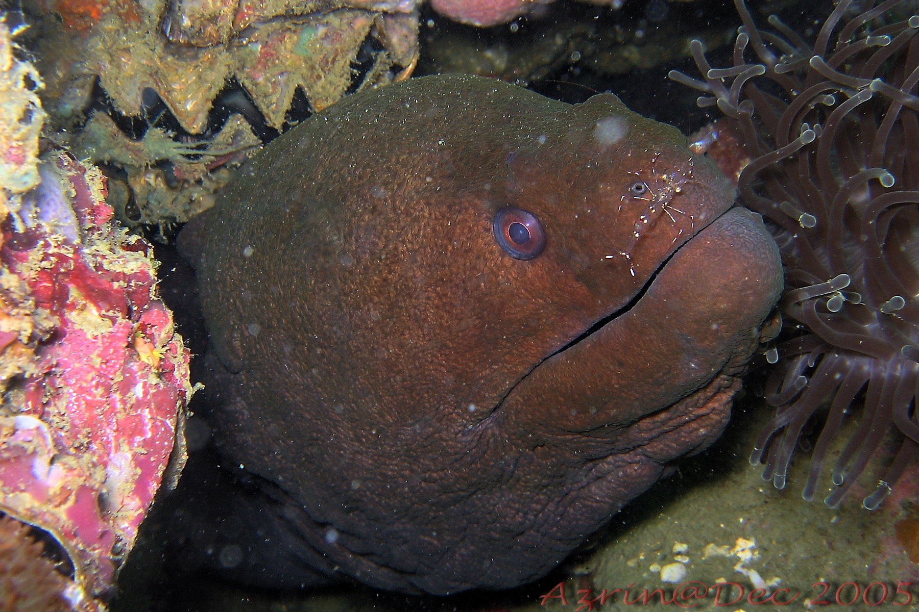 Moray Eel