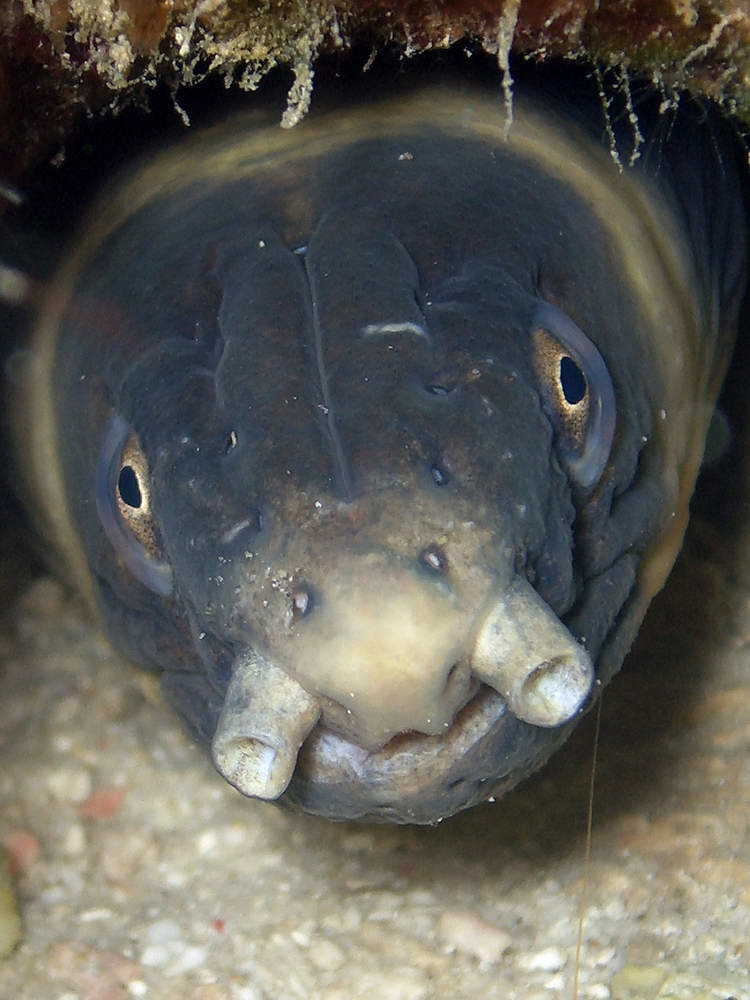 Moray eel