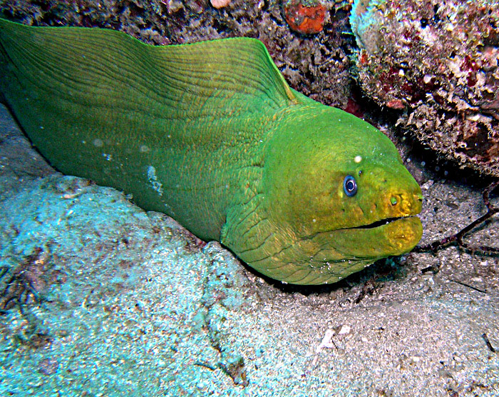 Moray Eel