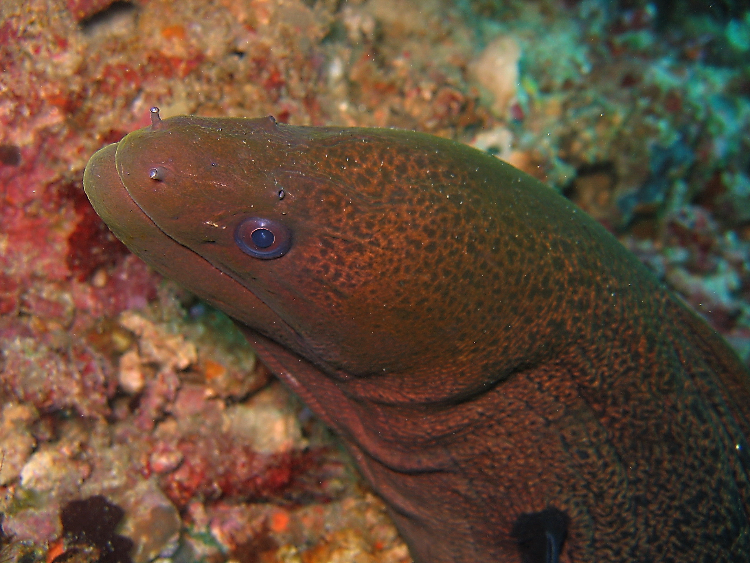 Moray Eel