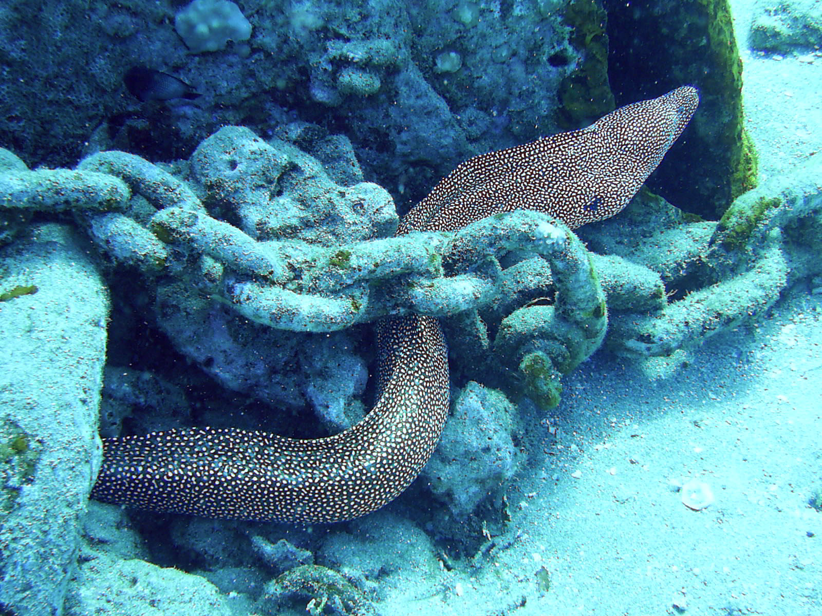 Moray eel