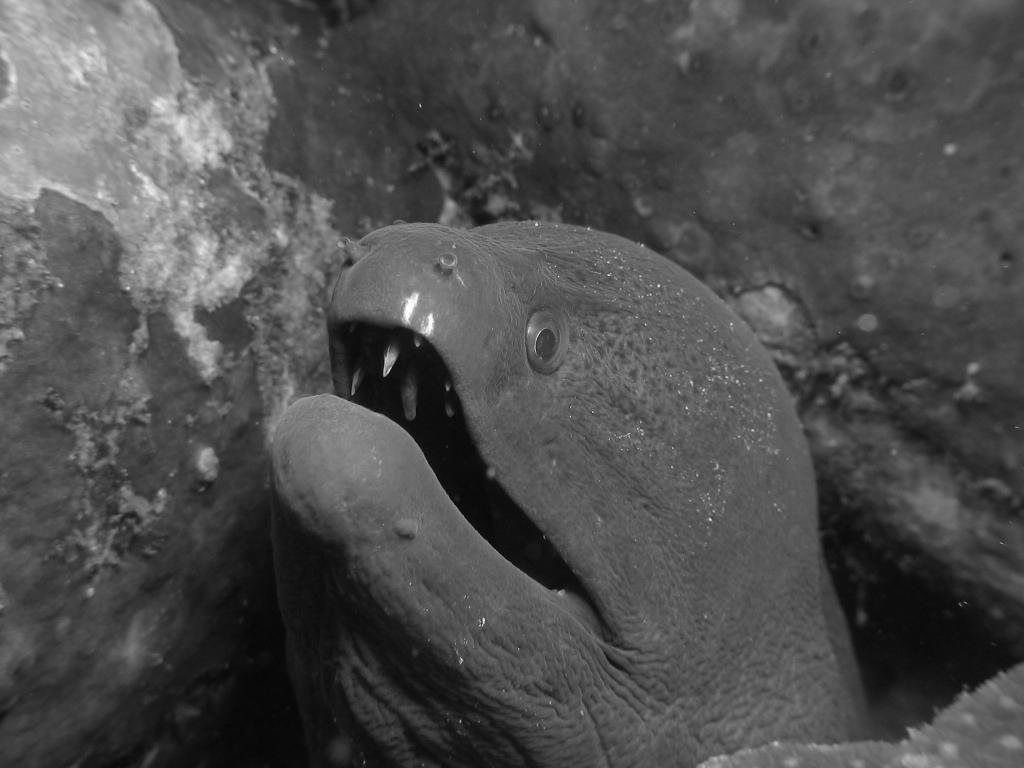 Moray Eel