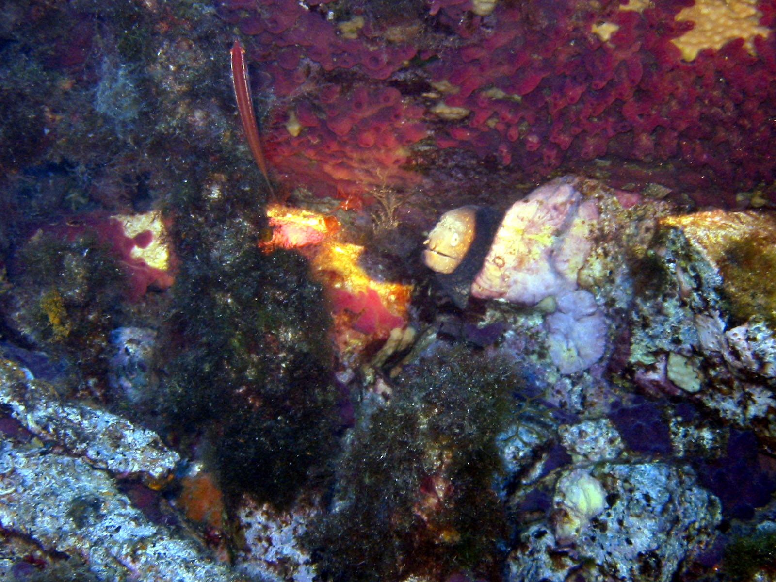 Moray Eel