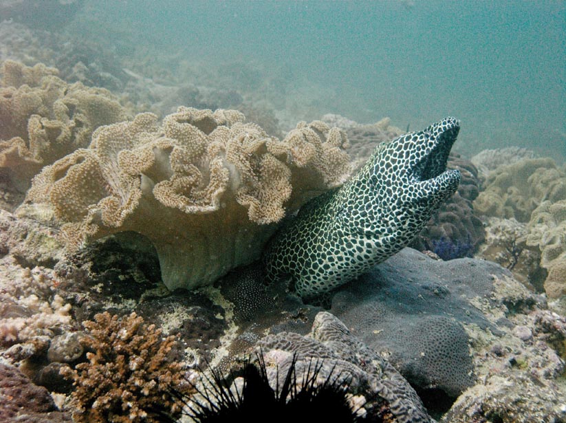 moray eel