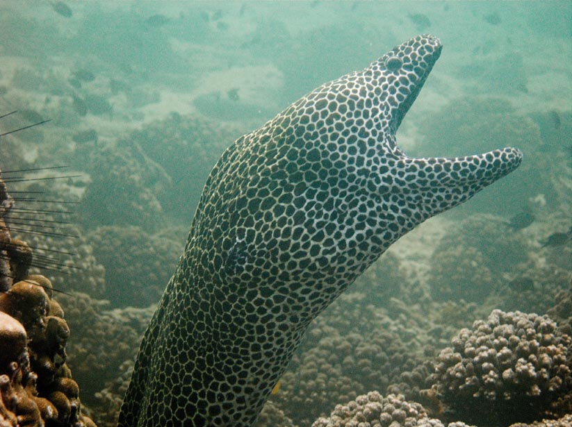 moray eel