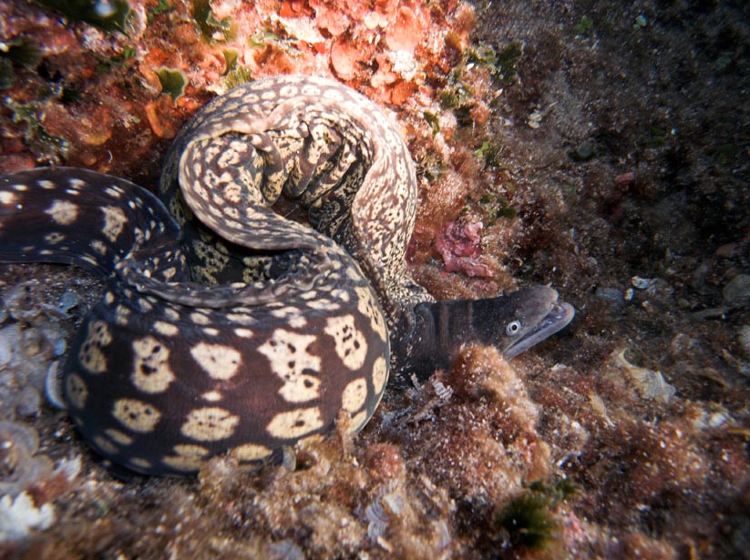 moray eel