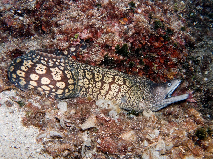 moray eel