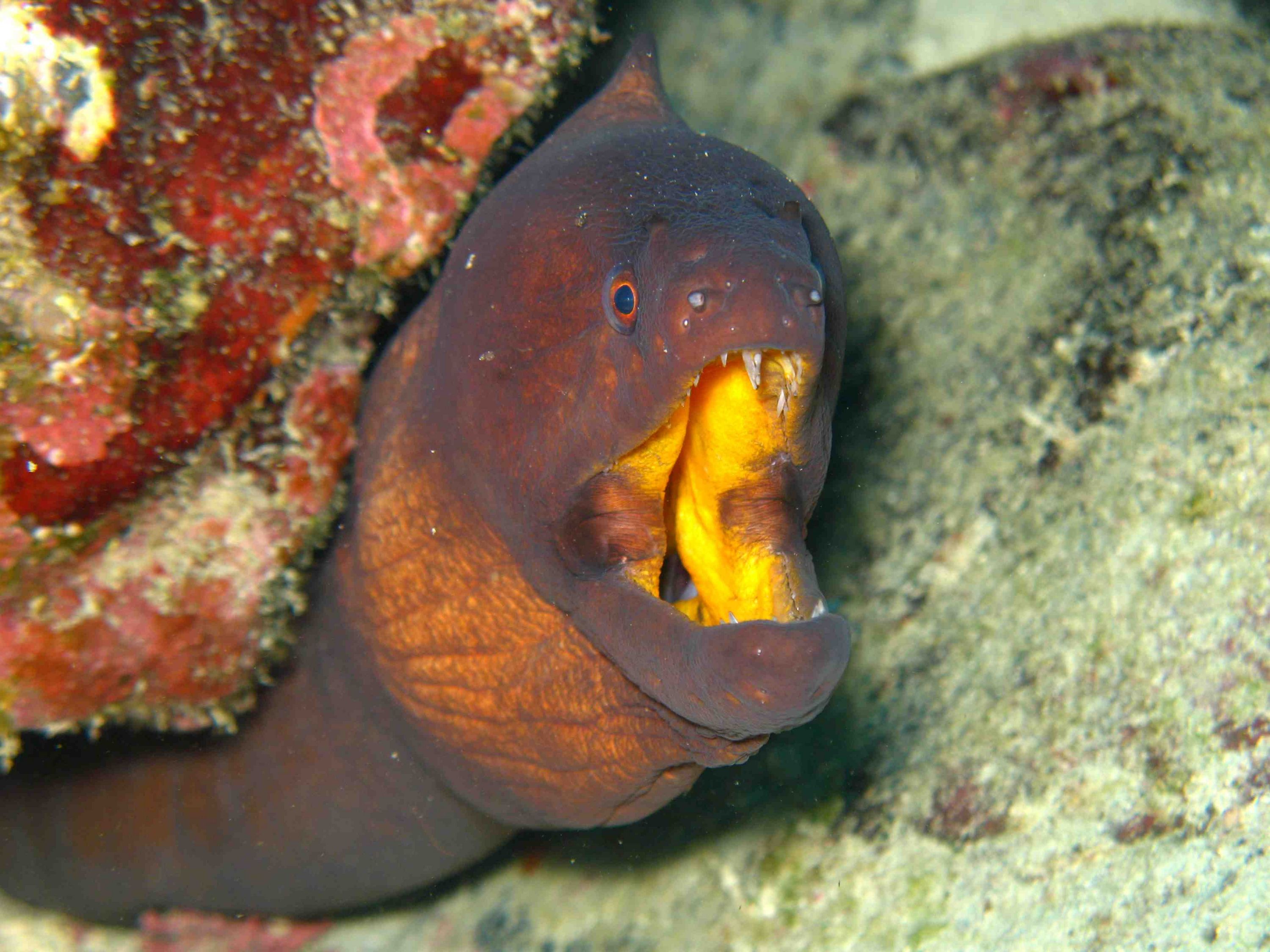 Moray Eel