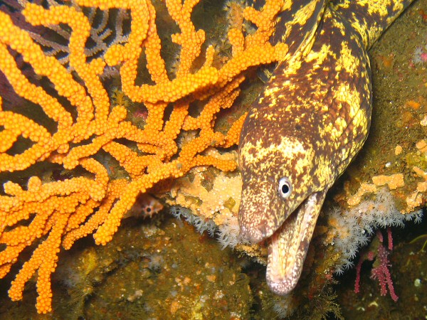 Moray eel