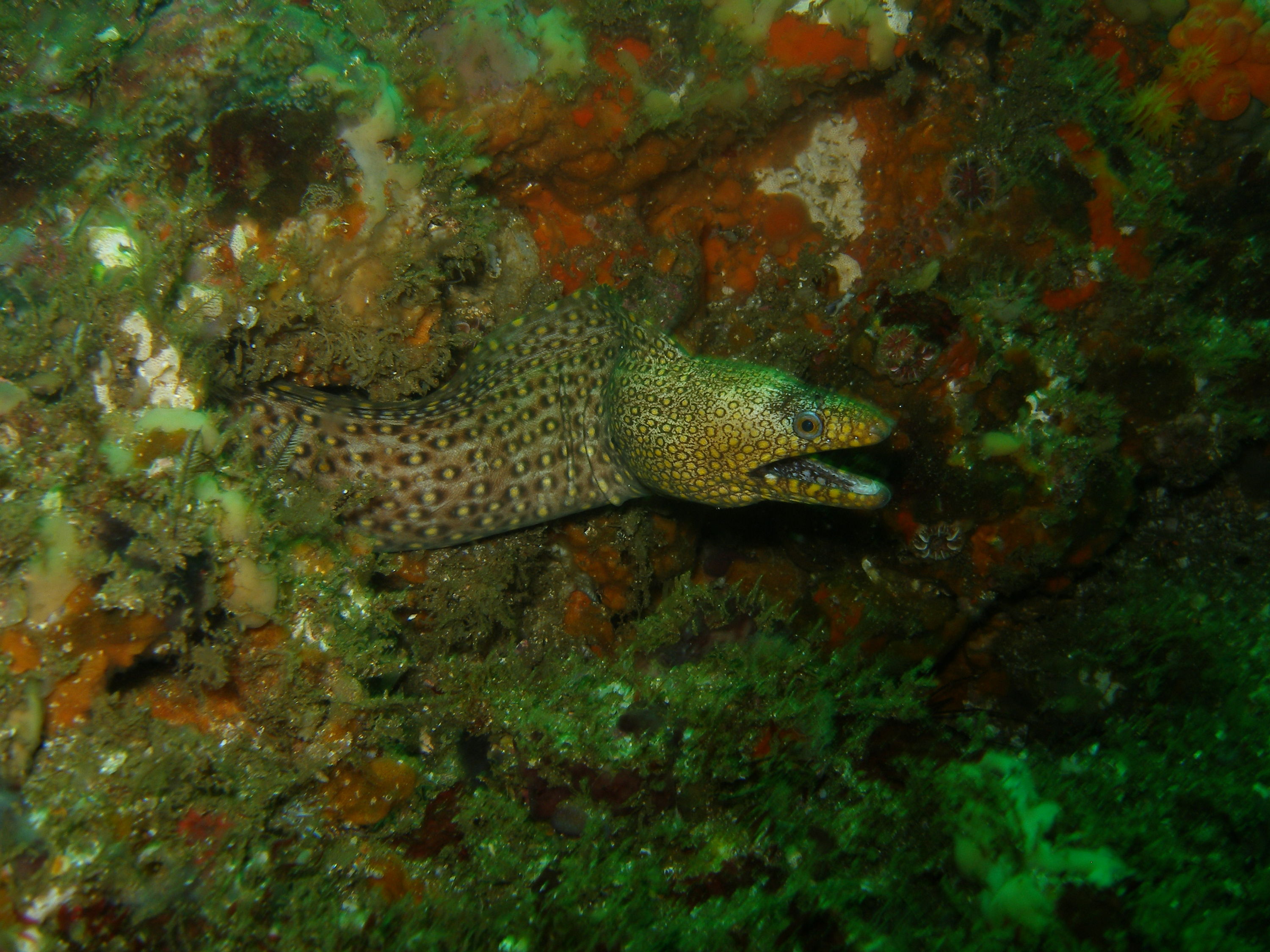 Moray eel