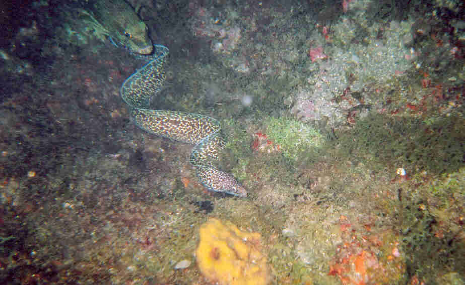 moray eel