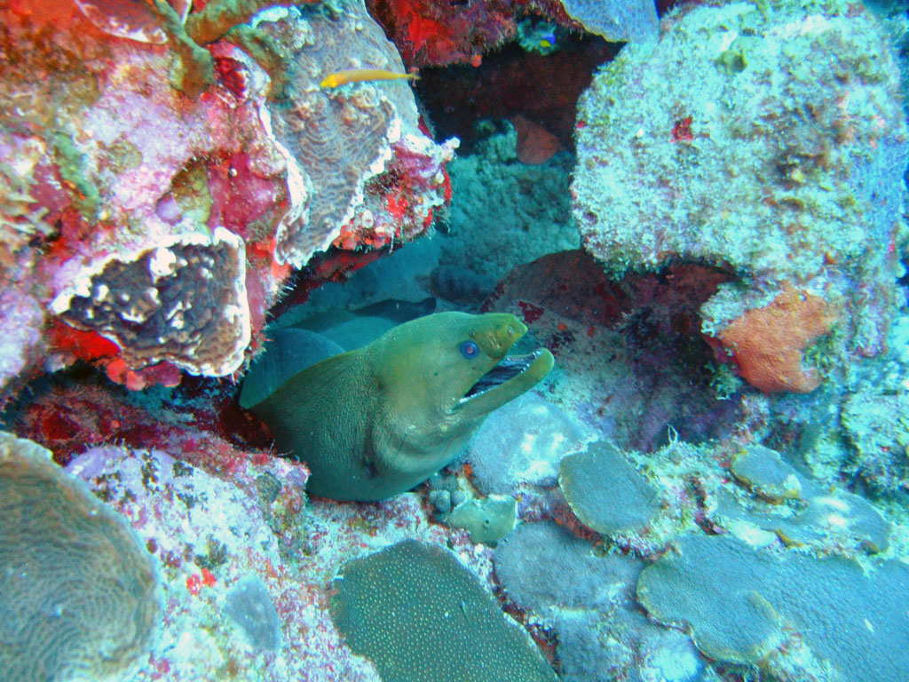 Moray Eel