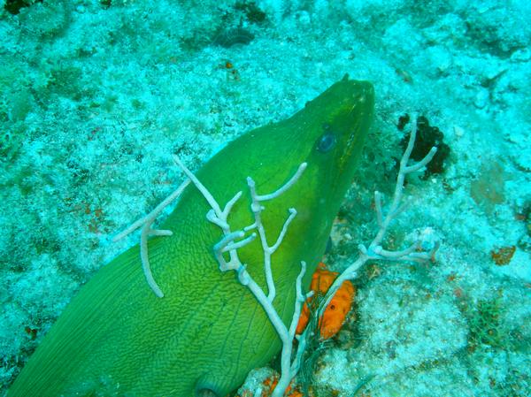 Moray Eel