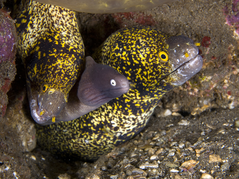 Moray Eels...3