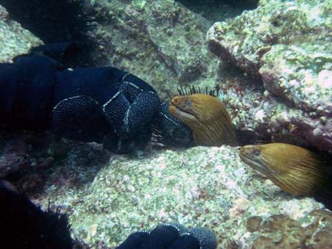 moray eels getting a chin scratch