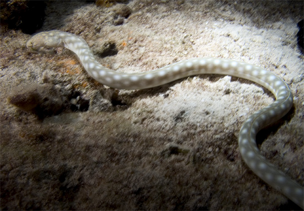 moray on the hunt