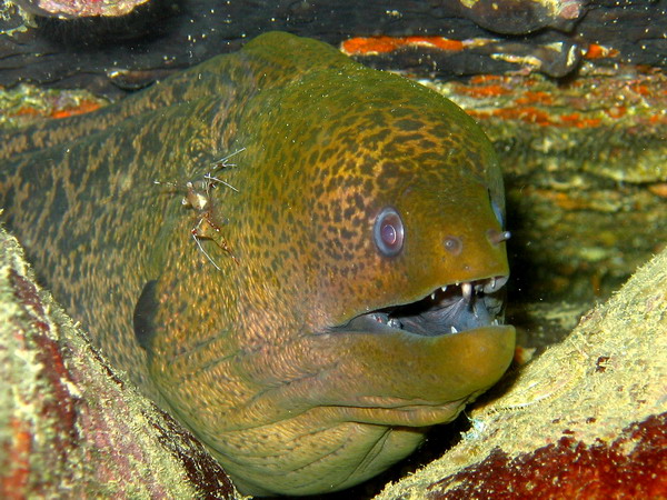 Moray & Shrimp