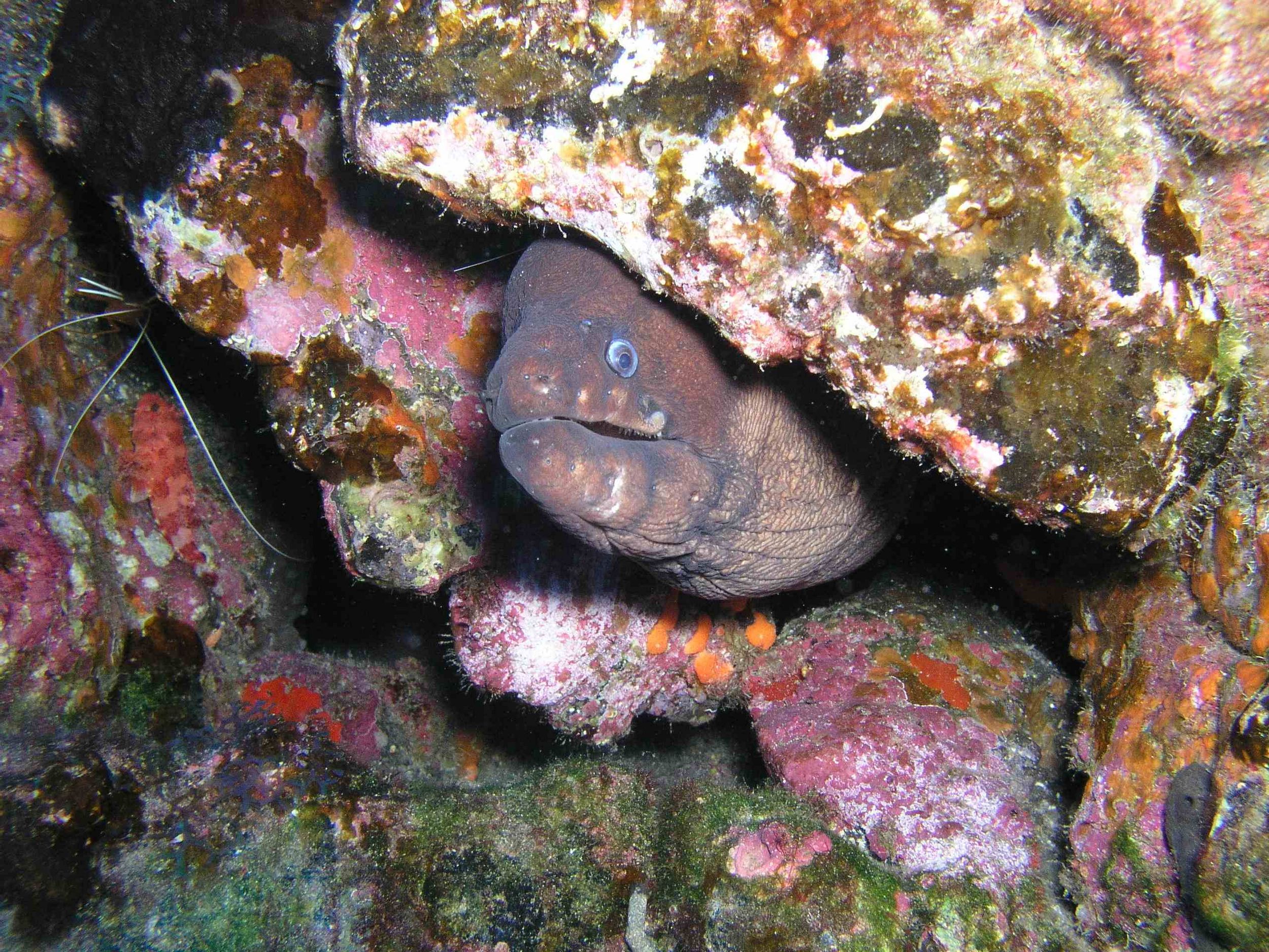 Moray, Tenerife '03