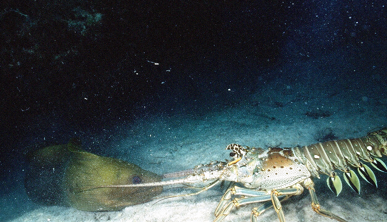 Moray vs. Lobster.