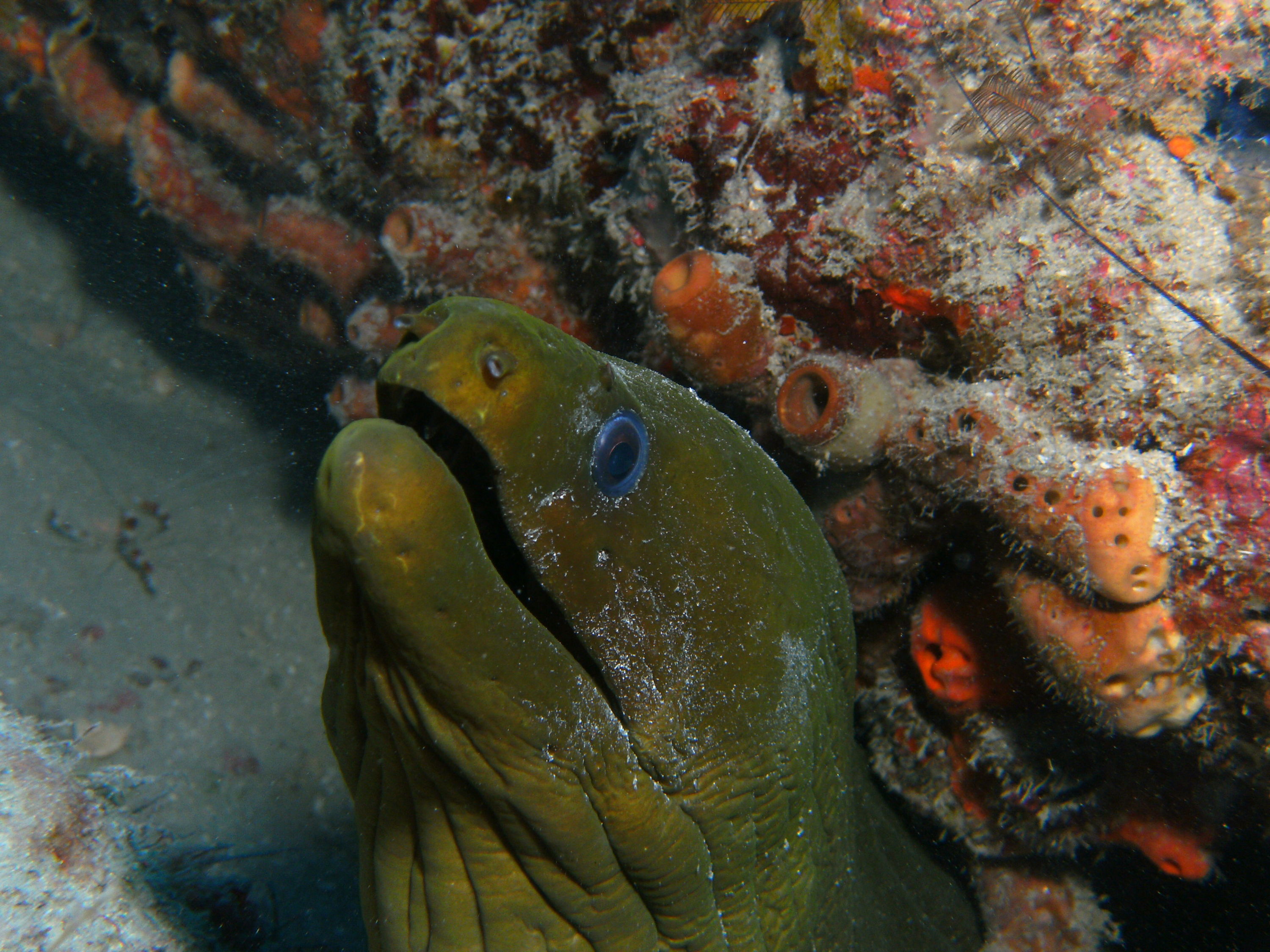 moray while out with jupiter dive center
