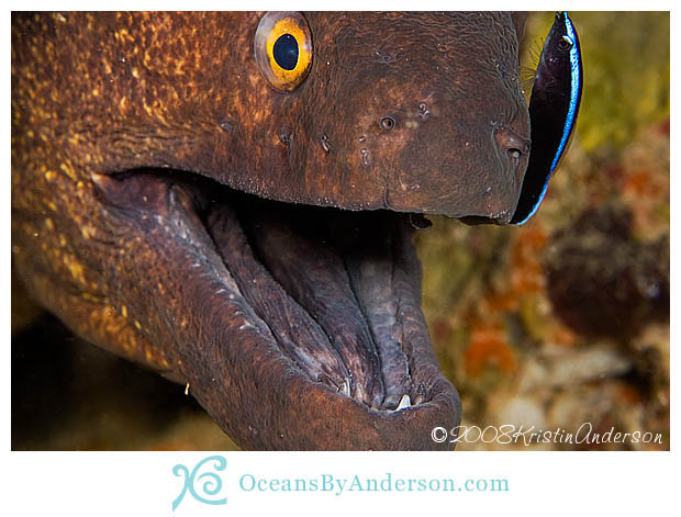 Moray with cleaner wrasse