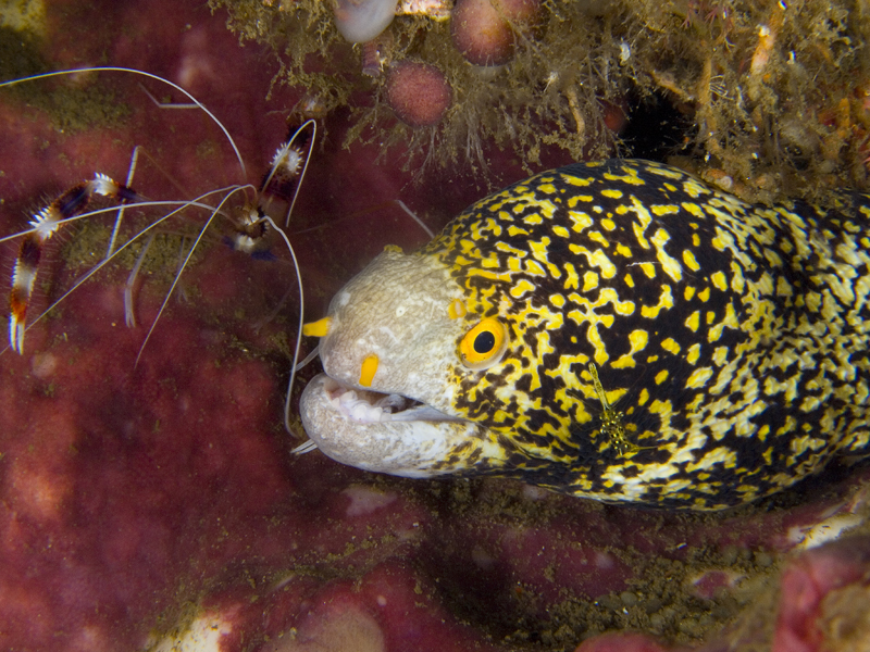 Moray with shrimp