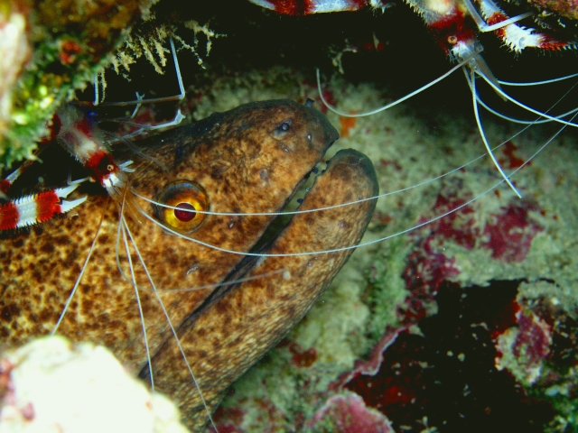 Moray with Shrimp