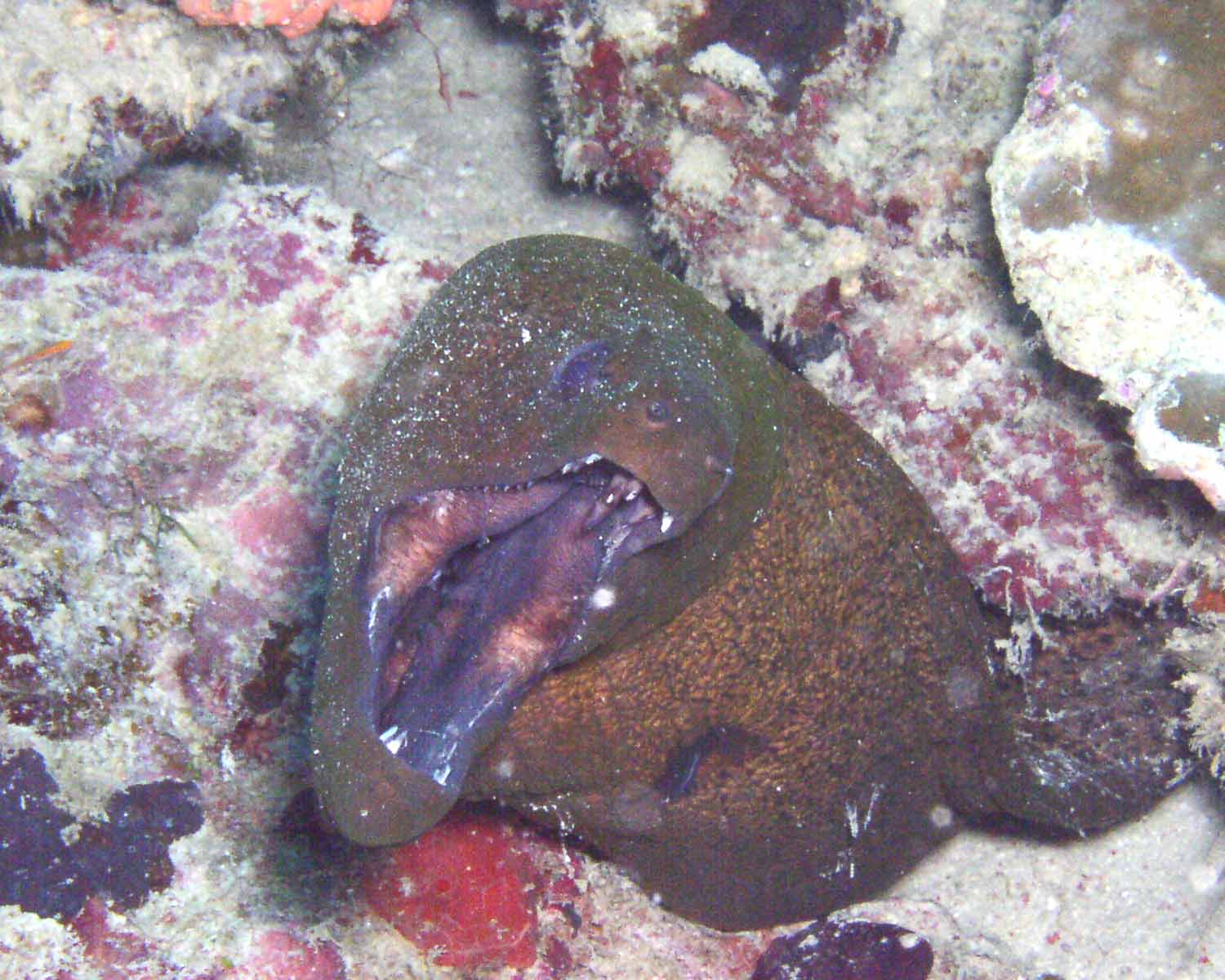 Moray