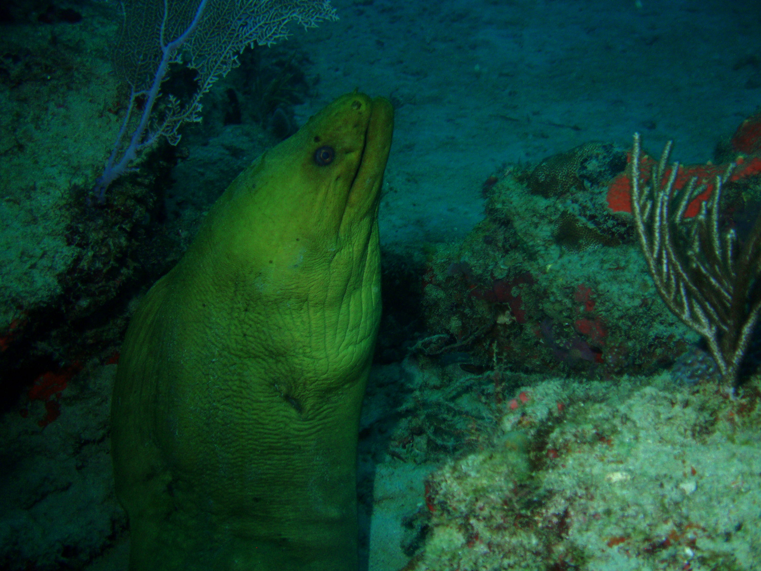 moray