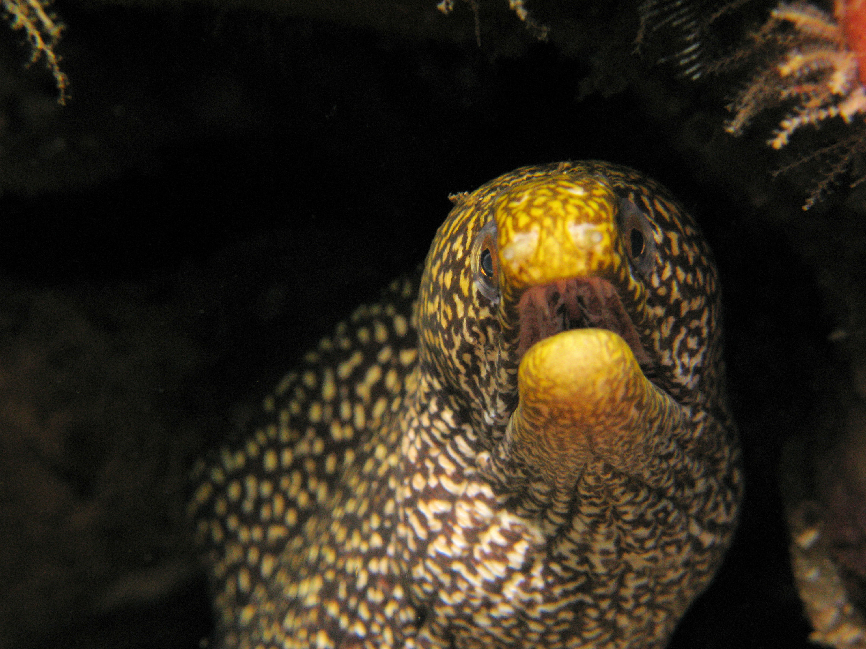 Moray