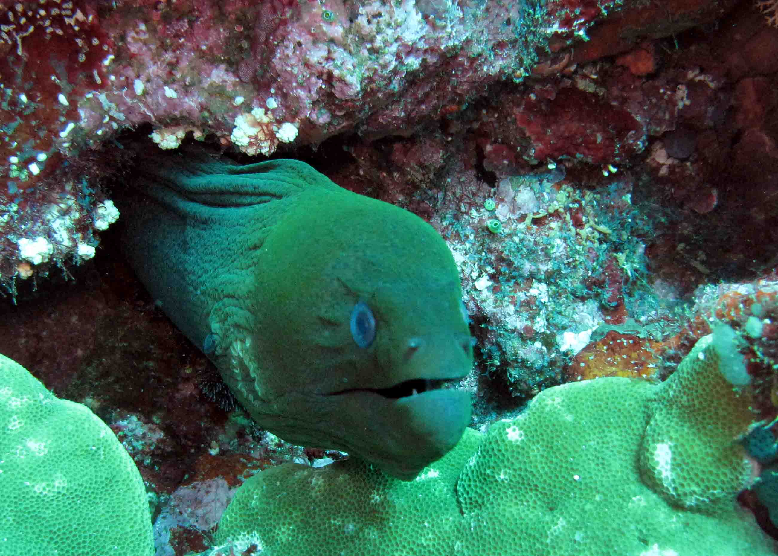 Moray