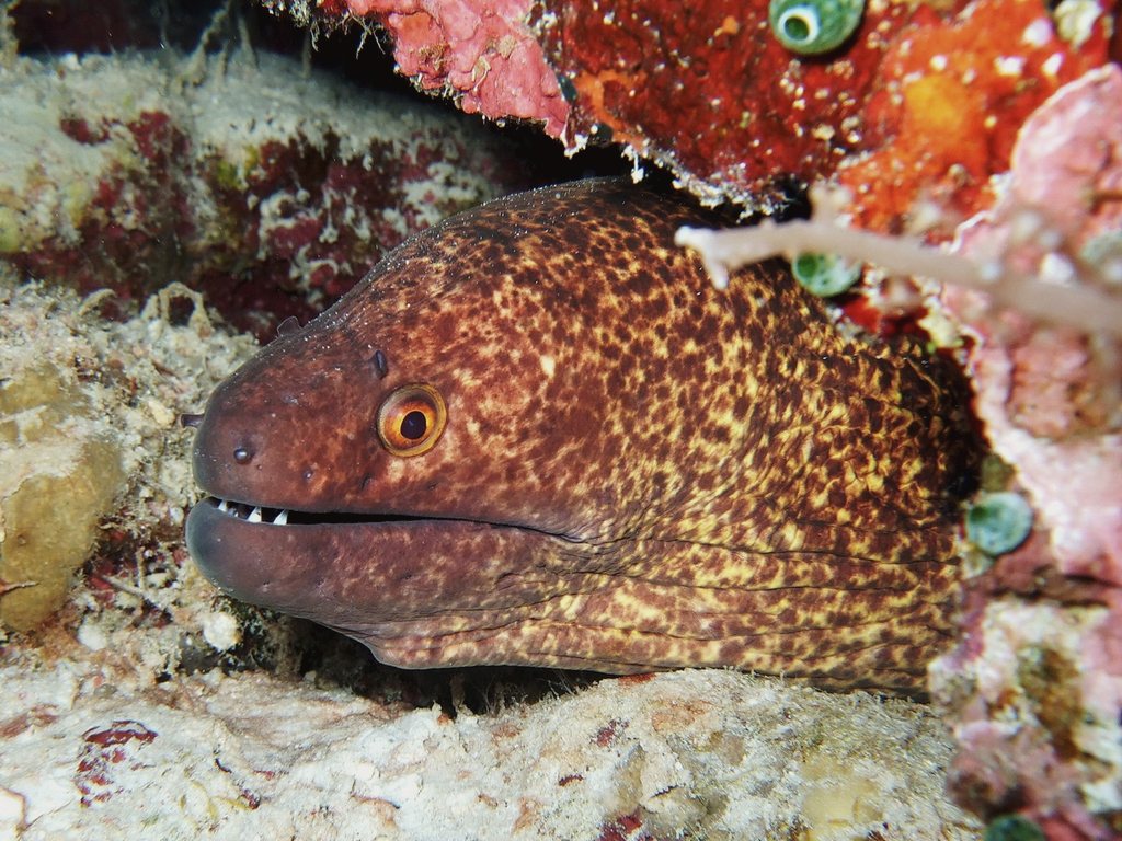 moray