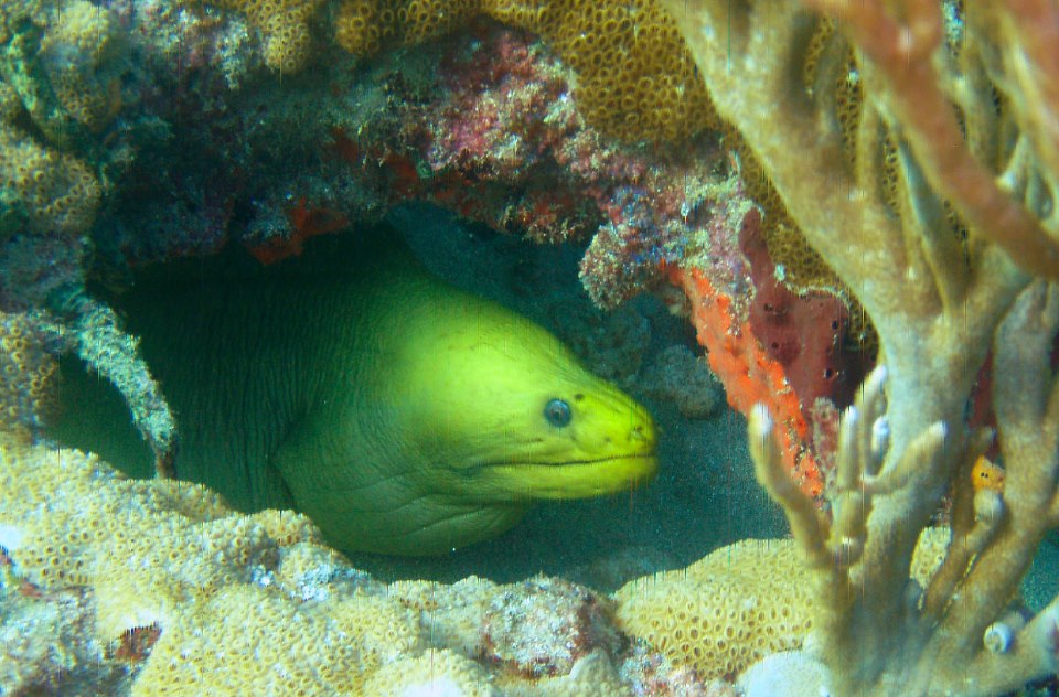 moray