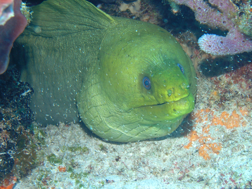 Moray